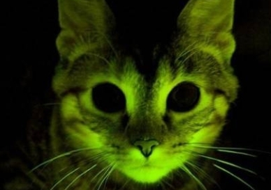 glow_cat.jpg